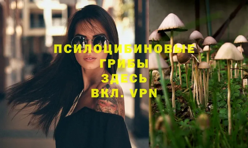 Псилоцибиновые грибы Psilocybe  наркотики  ссылка на мегу ТОР  Волхов 